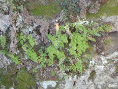 Cryptogramma stelleri