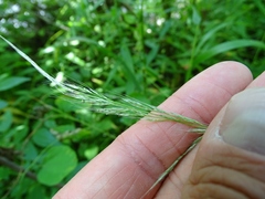 Muhlenbergia sylvatica
