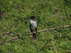 Myiarchus antillarum