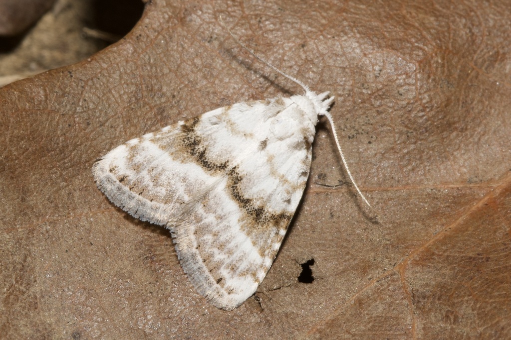 Kent Black Arches, photo 1 of 10