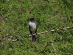 Myiarchus antillarum