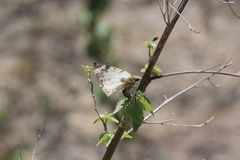 Heliopetes laviana