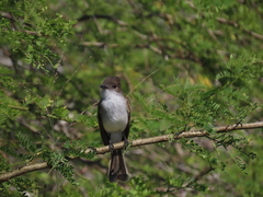 Myiarchus antillarum