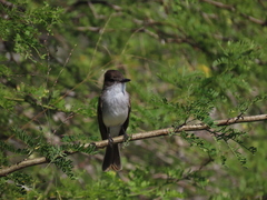 Myiarchus antillarum