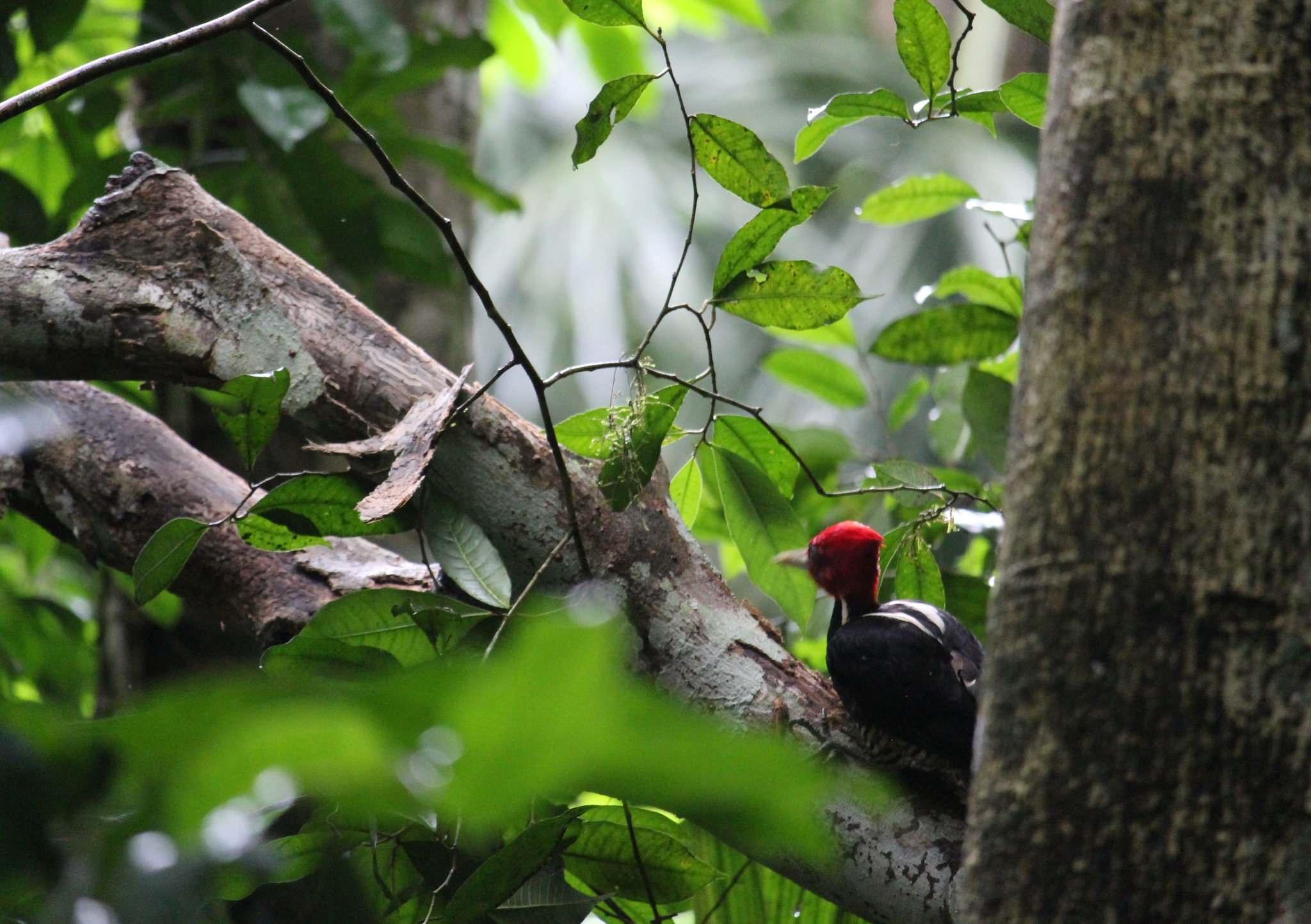 Pale-billed Woodpecker illustration