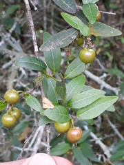 Sebastiania commersoniana