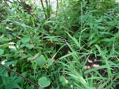 Muhlenbergia sylvatica