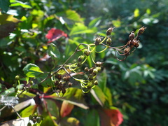 Spiraea chamaedryfolia