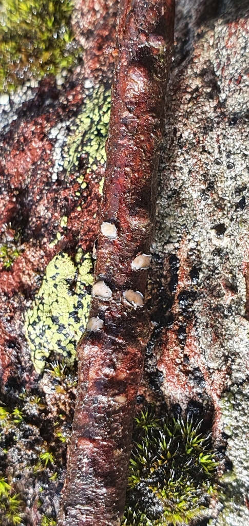 Colpoma junipericola