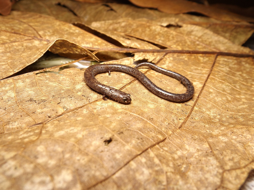 Tlaconete de San Martín (anfibios de ver) · iNaturalist