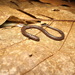 San Martín Worm Salamander - Photo (c) Arístides García Vinalay, some rights reserved (CC BY-NC-SA), uploaded by Arístides García Vinalay