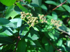 Spiraea chamaedryfolia