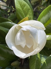 Magnolia grandiflora