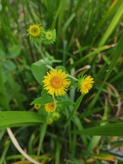 Inula japonica
