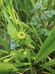 Inula japonica