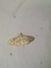 Haritalodes