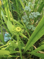Inula japonica