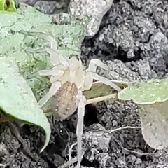 Cheiracanthium mildei