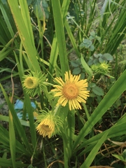 Inula japonica