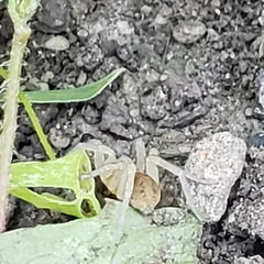 Cheiracanthium mildei