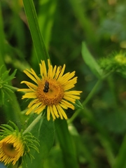Inula japonica