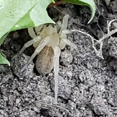 Cheiracanthium mildei