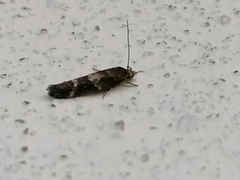 Acrolepiopsis assectella