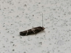 Acrolepiopsis assectella