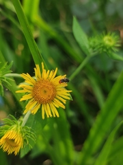 Inula japonica