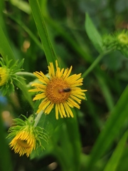 Inula japonica