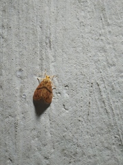Miltochrista arcuata