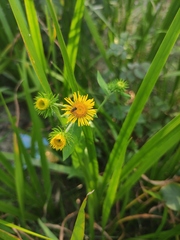 Inula japonica
