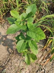 Fraxinus chinensis