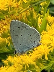 Celastrina argiolus