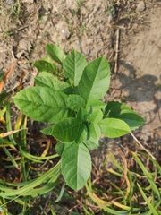 Fraxinus chinensis