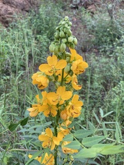 Senna hirsuta