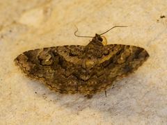 Toxonprucha repentis