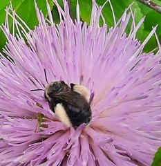 Melissodes desponsus