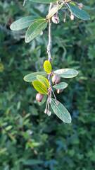 Sebastiania schottiana