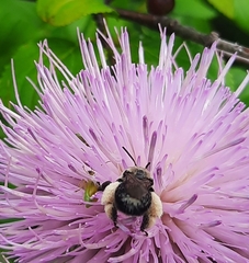 Melissodes desponsus