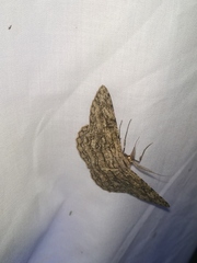 Hypomecis transcissa