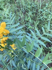 Senna hirsuta