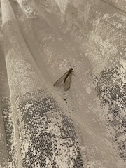 Distoleon tetragrammicus