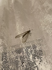 Distoleon tetragrammicus