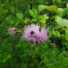 Melissodes desponsus