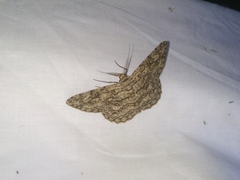 Hypomecis transcissa