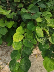 Cercis chinensis