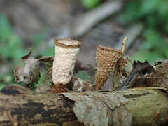 Trichoderma latizonatum