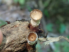 Trichoderma latizonatum