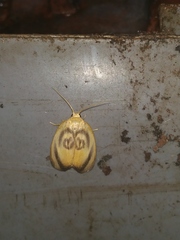 Trischalis subaurana